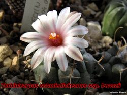 Turbinicarpus bonatzii 14.01.07