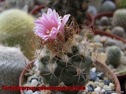 Turbinicarpus pseudomacrochele SB 1049