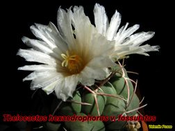 Thelocactus hexaedrophorus v fossulatus 05.04.06