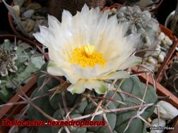 Thelocactus hexaedrophorus v. fossulatus 13.04.08