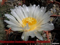 Thelo hexaedro