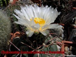 Thelo hexaedro