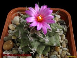 Turbinicarpus alonsoi 09.04.06