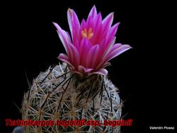 Turbinicarpus beguinii 28.02.08