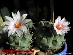 Turbinicarpus bonatzii 09.02.08