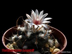 Turbinicarpus bonatzii 24.02.08
