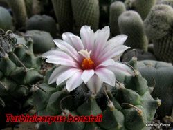 Turbinicarpus bonatzii 23.02.08