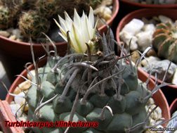 Turbinicarpus klinkerianus 13.04.08