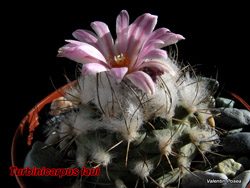 Turbinicarpus laui 02.03.08