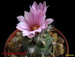 Turbinicarpus laui 03.11.05
