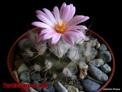Turbinicarpus laui 08.03.08
