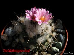 Turbinicarpus lauii 24.02.08