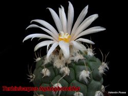 T lophophoroides