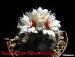T lophophoroides