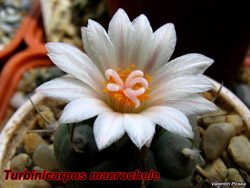 T macrochele