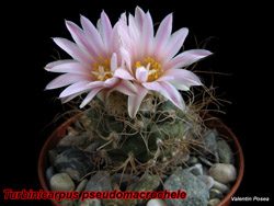 Turbinicarpus pseudomacrochele 11.03.08
