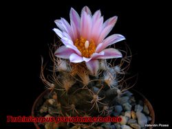Turbinicarpus pseudomacrochele 16.03.08
