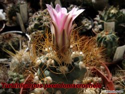 T pseudomacrochele