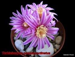 Turbinicarpus pseudopectinatus 09.03.08
