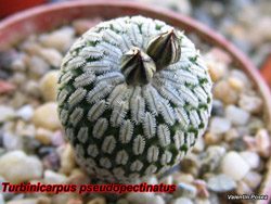 Turbinicarpus pseudopectinatus 28.01.07