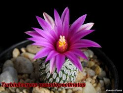 Turbinicarpus pseudopectinatus 15.02.07