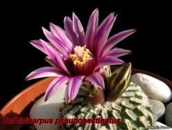 Turbinicarpus pseudopectinatus 23.02.07