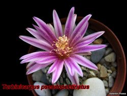 Turbinicarpus pseudopectinatus 23.02.07