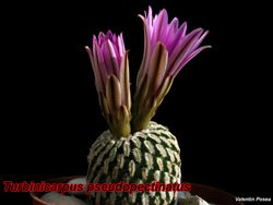 Turbinicarpus pseudopectinatus 23.02.07