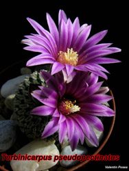Turbinicarpus pseudopectinatus 23.02.07