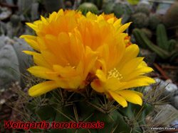 W. torotorensis