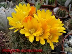 W.torotorensis