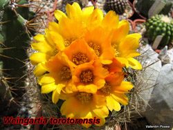 W. torotorensis