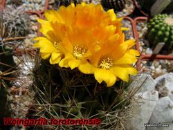 W. torotorensis