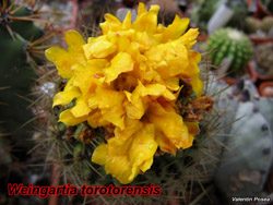 W.torotorensis