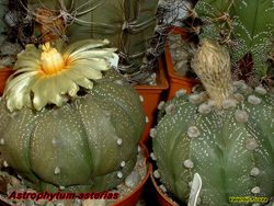 Atrophytum asterias cancales
