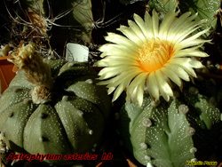 Astrophytum asterias cancales 20.11.04