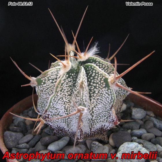 http://cactusi.com/upload/7/20120308/1331201525-t1.jpg