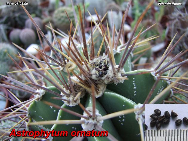 http://cactusi.com/upload/7/20120308/1331201695-t1.jpg