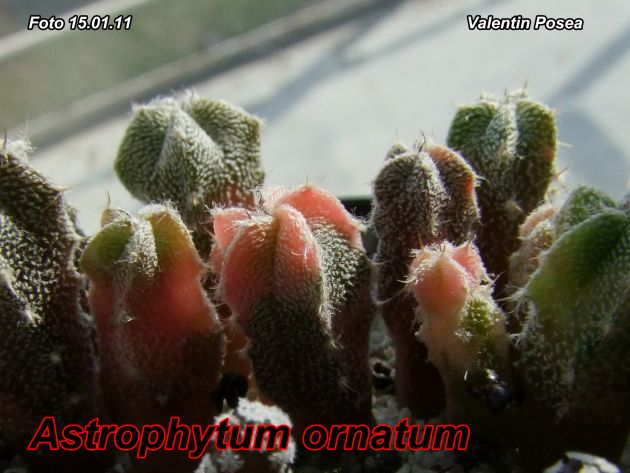 http://cactusi.com/upload/7/20120308/1331201940-t1.jpg