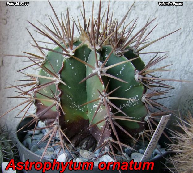 http://cactusi.com/upload/7/20120308/1331201622-t1.jpg